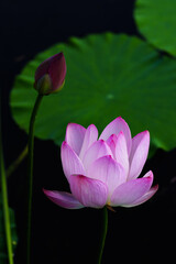 Obraz premium Chinese beauty: Pink lotus flower blooming in sunlight with green leaf