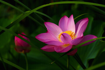 Obraz premium Chinese beauty: Pink lotus flower blooming in sunlight with green leaf