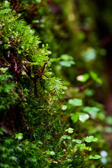 Close-up of moss and clover in the rain in the forest, golden lady's moss (Polytrichum commune) and green clover (Trifolium) on a forest floor in Estonia