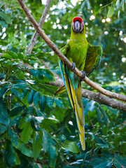 A large soldier macaw (Ara ambiguus) also called Bechstein's macaw in Manzanillo National Park, Costa Rica.