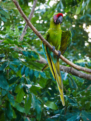 A large soldier macaw (Ara ambiguus) also called Bechstein's macaw in Manzanillo National Park, Costa Rica.