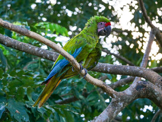 Obraz premium A large soldier macaw (Ara ambiguus) also called Bechstein's macaw in Manzanillo National Park, Costa Rica.