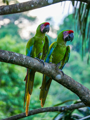 Two large soldier macaws (Ara ambiguus) also called Bechstein's macaw in Manzanillo National Park, Costa Rica.