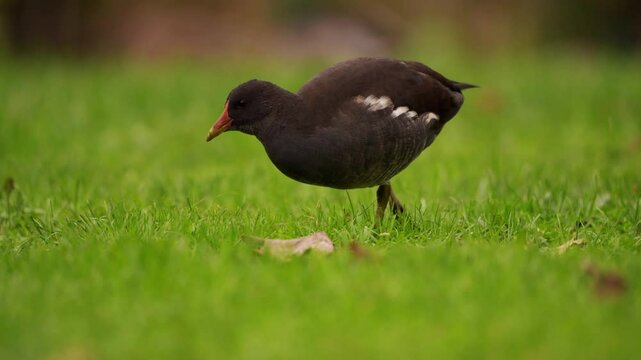vid&eacute;o d'une poule d'eau dans un parc vert, picorant l'herbe, r&eacute;alis&eacute; avec un zoom arri&egrave;re, la poule d'eau sortira du cadre de la cam&eacute;ra en fin de vid&eacute;o