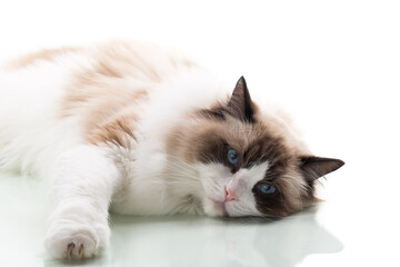 Happy beautiful Ragdoll cat isolated on white background