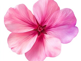 A single, pink flower with five petals, isolated on a white background.