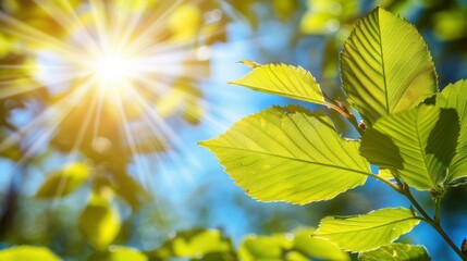 Crisp Air: A cool, refreshing breeze fills the air, signaling the end of summer’s warmth and the beginning of a new season filled with vibrant change.
