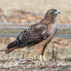 Red-tailed Hawk foraging on the grounds. Arastradero Preserve, Santa Clara County, California, USA.