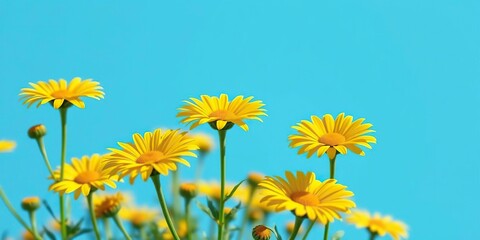Yellow crown daisies in full bloom against a bright blue sky, cloudless day, summer sky