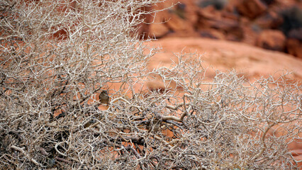 Valley of Fire State Park Nevada landscape plants and shrubs