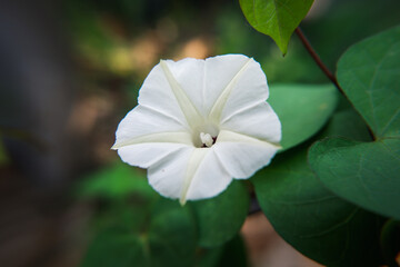 Close up beautiful wild plant flower background