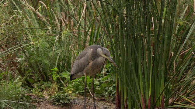 vid&eacute;o d'un sublime h&eacute;ron cendr&eacute;, les grandes pattes &agrave; l'eau, ce h&eacute;ron apper&ccedil;ois un petit poisson, moment de tension, zoom arri&egrave;re tr&egrave;s dou de cam&eacute;ra, afin de montrer le bel environnement naturel de ce