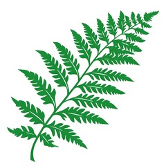 Lush Green Fern Leaf Isolated On White Background Perfect For Nature Themed Designs, Organic Projects, Eco-Friendly Concepts, And Botanical Illustrations