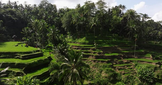 Drone establishing dolly of Ubud rice terraces in Bali, Indonesia, with lush greenery on an overcast day