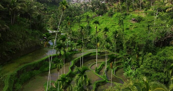 Drone dolly across Ubud rice terraces in Bali, showcasing vibrant green fields under cloudy skies, orbit following valley edge, water reflects greenery