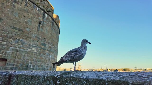 Seagull on historic ramparts of Saint-Malo, France, Close-up view