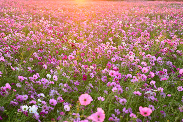 朝日に染まるコスモス畑