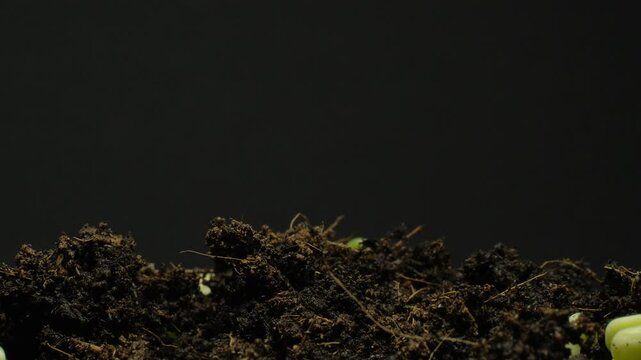 Growing seeds rising from soil time lapse 4k footage.