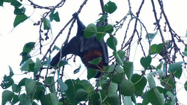 Little red flying-fox (Pteropus scapulatus) hanging upside down from a tree branch amidst lush green foliage, feeding on the fruits, close up shot.