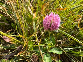 Clover flowers isolated on yellow leaf background. Red clover (Latin Trifolium pratense) is a plant of the genus Clover (Trifolium). Red clover purple flowers close-up detailed shot in autumn.
