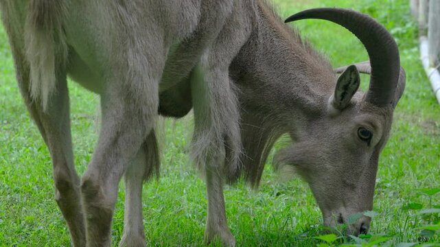Barbary sheep  eating grass near an iron fence Slow motion Slow motion
