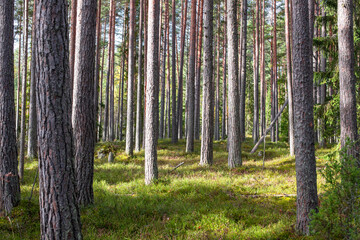 Fototapety na wymiar - Fototapeta24.pl