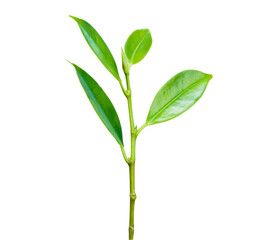 Plant fresh green growing isolated on white background.