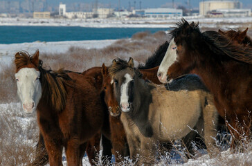 Horses stand on the shore of the Caspian Sea near the city of Aktau in Kazakhstan.