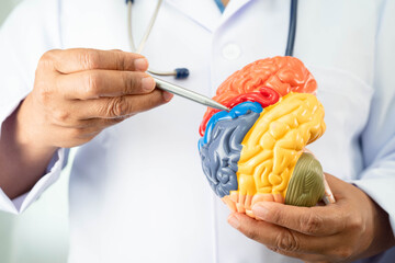 Alzheimer disease, Asian doctor holding brain anatomy model for study diagnosis and treatment in...