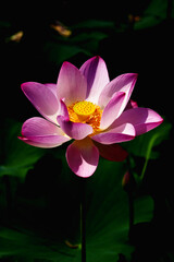 Chinese beauty: Pink lotus in sunlight with green leaf