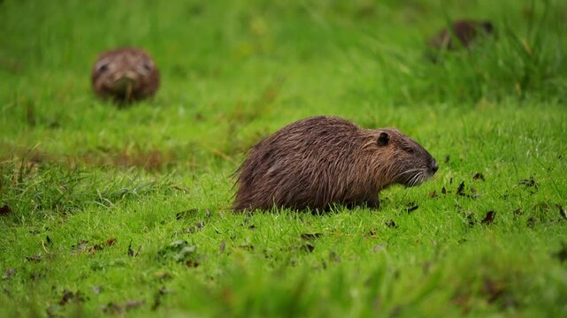 vid&eacute;o d'un ragondin mangeant de l'herbe au sol, mouvement de cam&eacute;ra arri&egrave;re, pour laisser d&eacute;couvrir deux canards en arri&egrave;re plan, puis fondu au noir