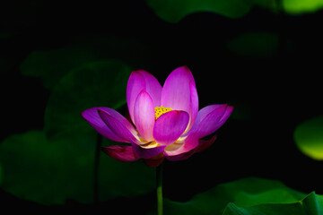 Obraz premium Chinese beauty: Pink lotus in sunlight with green leaf