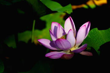 Chinese beauty: Pink lotus in sunlight with green leaf