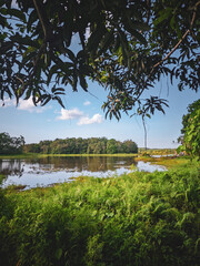 lake and trees