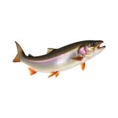 Trout isolater on transparent background. Trout png. Fish