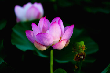 Chinese beauty: Pink lotus in sunlight with green leaf