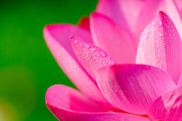 Fototapeta premium Oriental beauty: Close-up photo of lotus flower and dew drop on petals