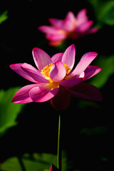 Chinese beauty: Pink lotus in sunlight with green leaf