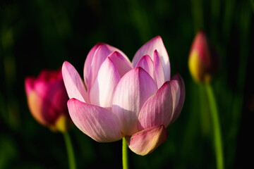 Chinese beauty: Pink lotus in sunlight with green leaf