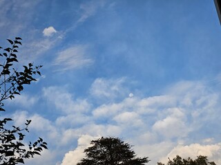 tree and sky