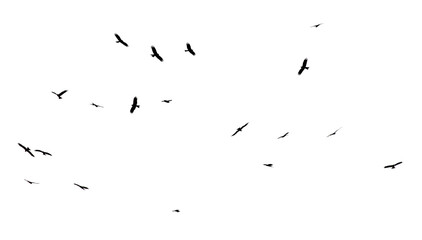 A flock of birds in flight isolated on a white background