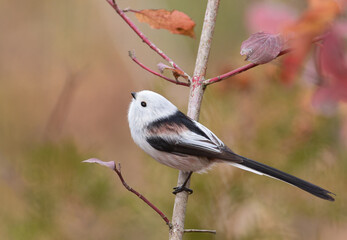 Long-tailed tit, Aegithalos caudatus. A bird sitting on a tree branch, beautiful autumn background