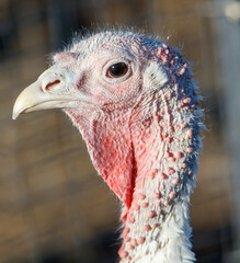 A turkey with a red beak and red feathers on its head