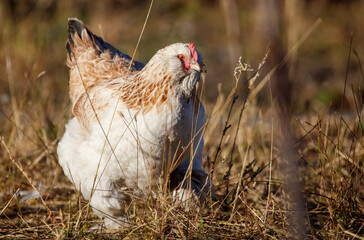 A chicken is walking through tall grass