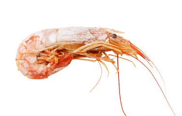A shrimp is shown in a close up on a white background