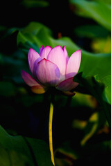 Obraz premium Chinese beauty: Pink lotus in sunlight with green leaf