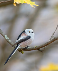 Long-tailed tit, Aegithalos caudatus. A bird sitting on a tree branch