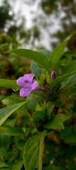 Flower in the garden