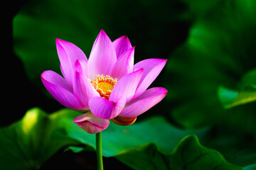 Chinese beauty: Pink lotus in sunlight with green leaf