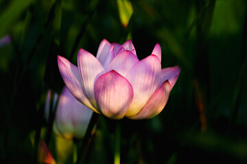 Obraz premium Chinese beauty: Pink lotus in sunlight with green leaf
